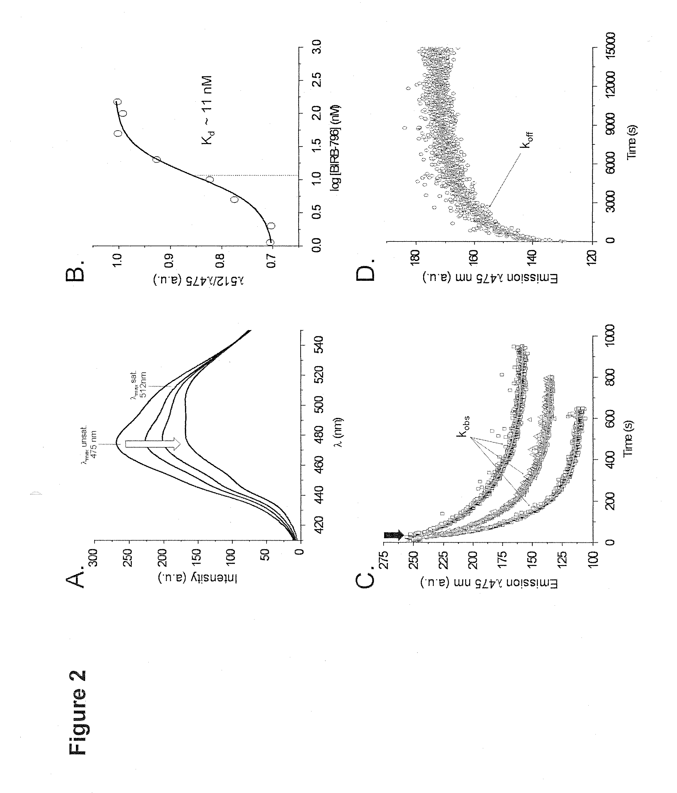 Development of fluorescently p-loop labelled kinases for screening of inhibitors