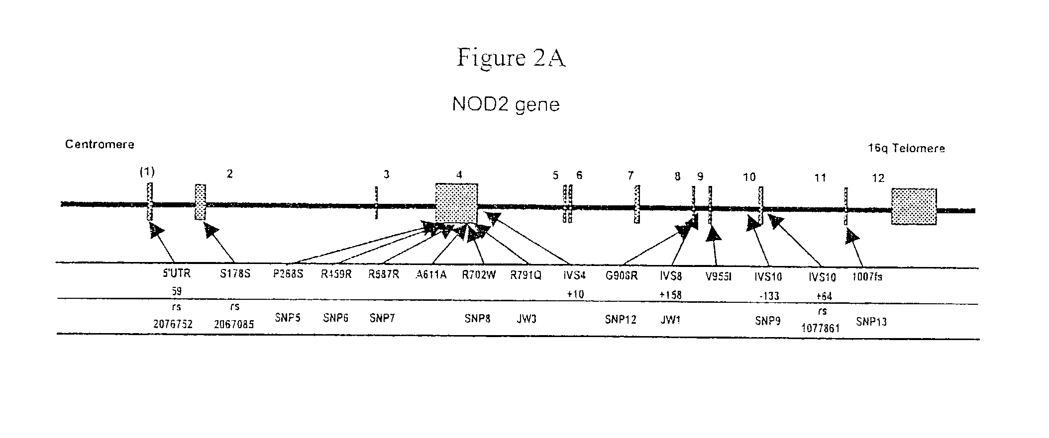 Methods of assessing Crohn's disease patient phenotype by I2 serologic response