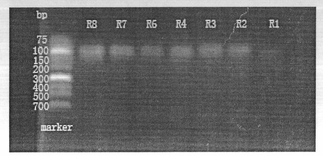 Nucleic acid aptamer capable of specifically recognizing shigella, screening method and application thereof