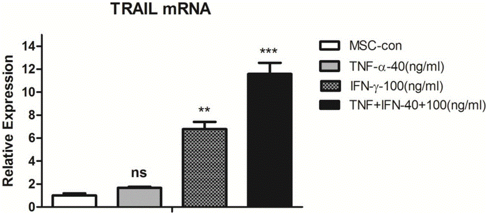 Application of mesenchymal stem cell in preparation of medicine used for treating M5 type leukaemia