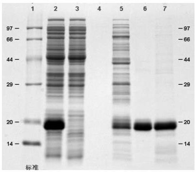 Rapid purification method of recombinant human interferon &lt;alpha&gt;2b