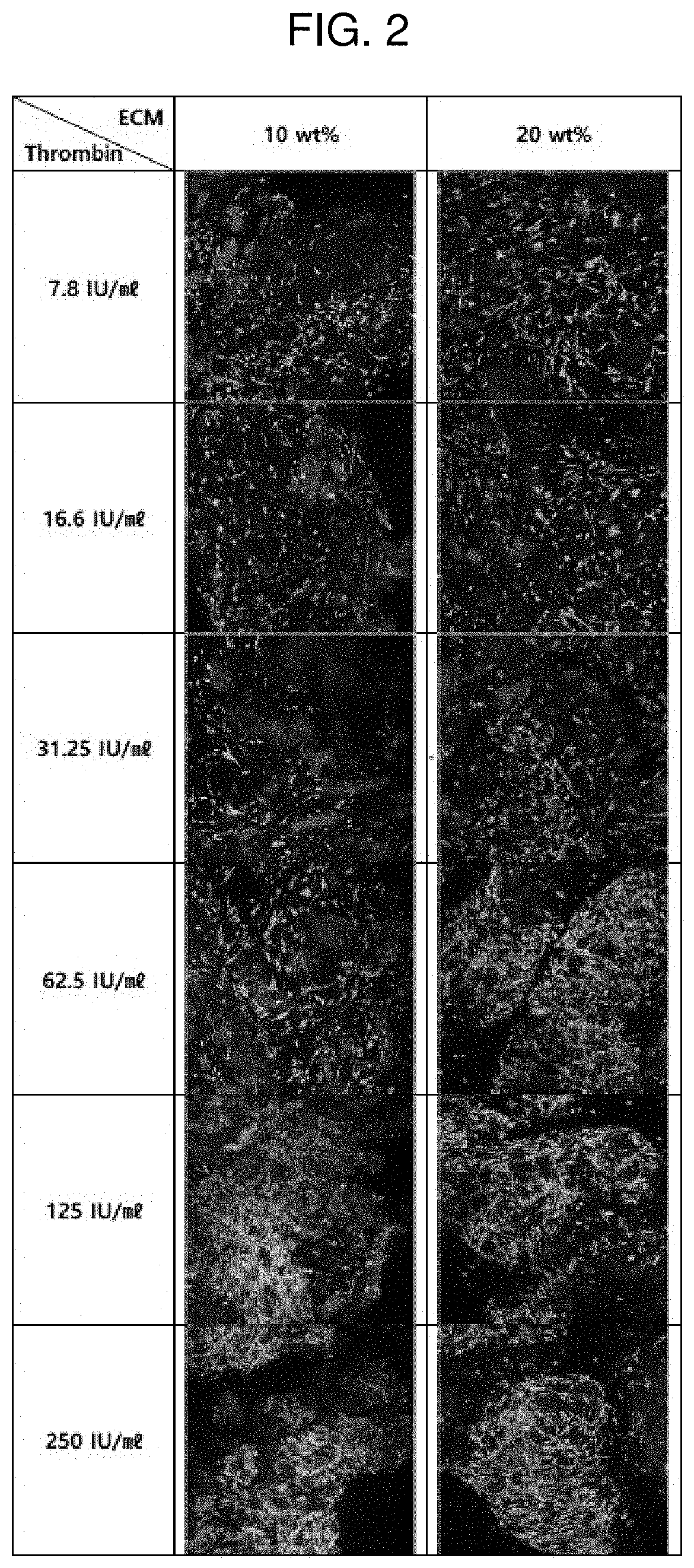 Bioink composition for dermis regeneration sheet, method for manufacturing customized dermis regeneration sheet using same, and customized dermis regeneration sheet manufactured using manufacturing method