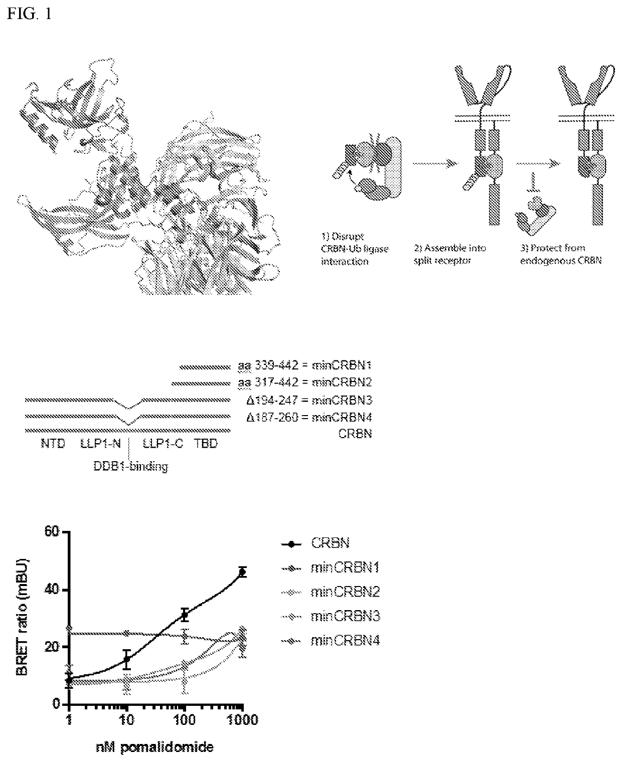 Molecular switch-mediated control of engineered cells