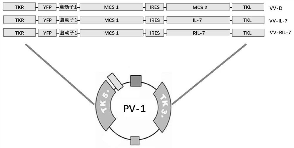 Fusion gene RIL-7 recombinant vaccinia virus and application thereof in preparation of antitumor drugs