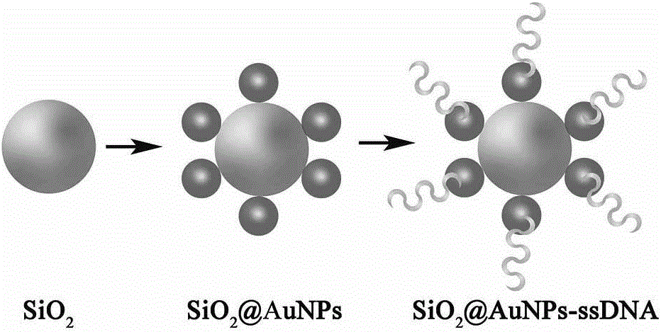 Preparation method of antibiotics self-powered aptamer sensor