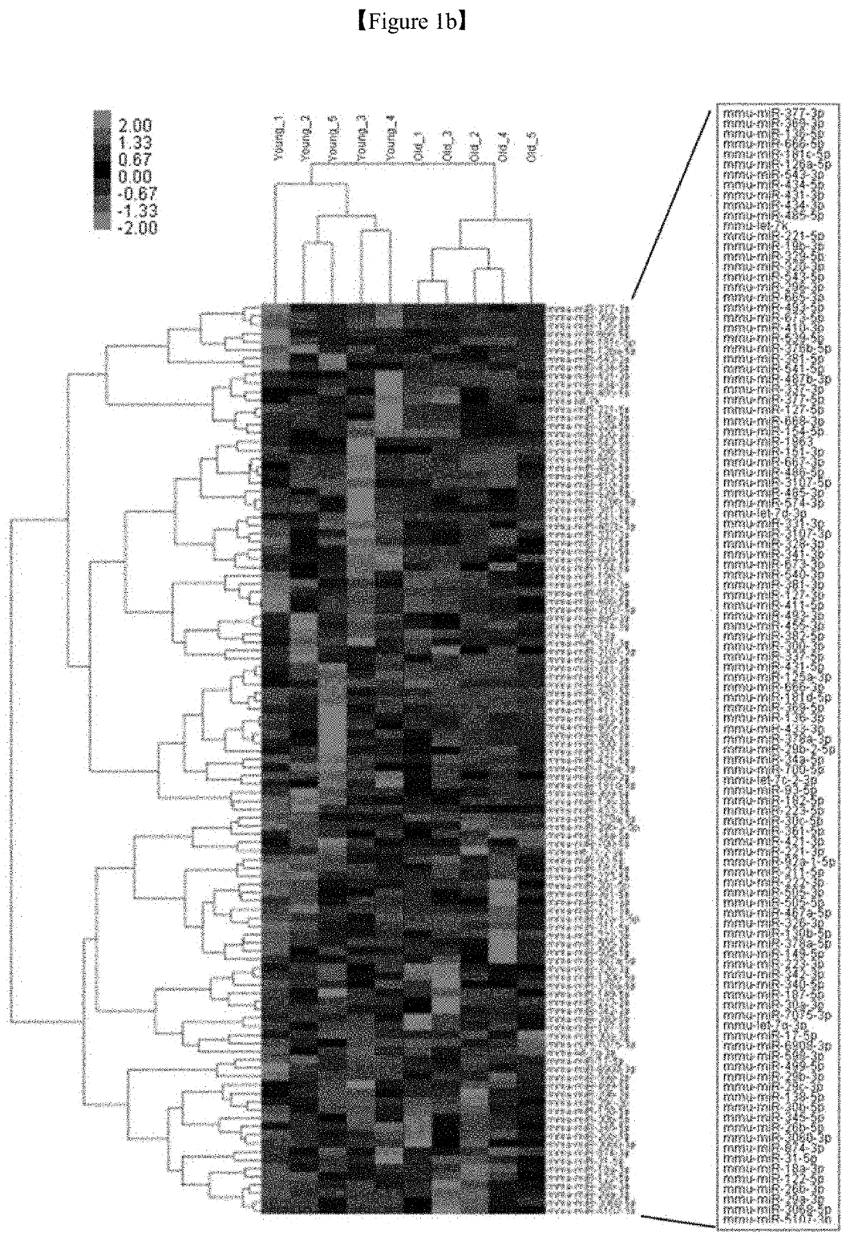 PHARMACEUTICAL COMPOSITION FOR PREVENTING OR TREATING MUSCULAR DISEASE OR CACHEXIA COMPRISING, AS ACTIVE INGREDIENT, miRNA LOCATED IN DLK1-DIO3 CLUSTER OR VARIANT THEREOF