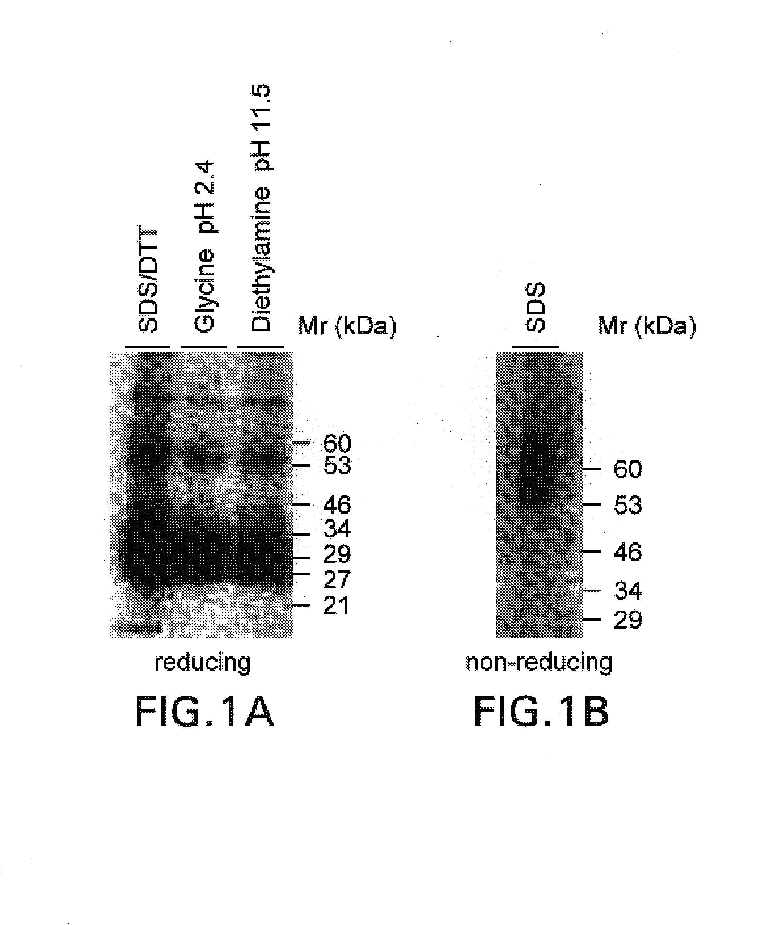 Anti-human T-cell costimulating polypeptide monoclonal antibodies