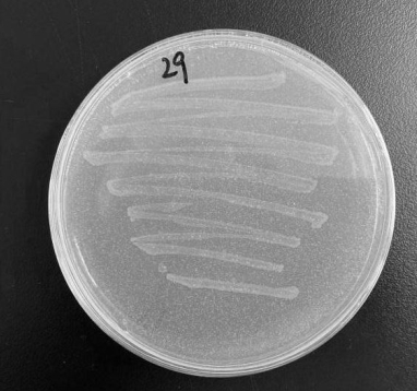 Chryseobacterium sp., fungicide containing Chryseobacterium sp., application of Chryseobacterium sp. And fungicide and method for degrading plastic