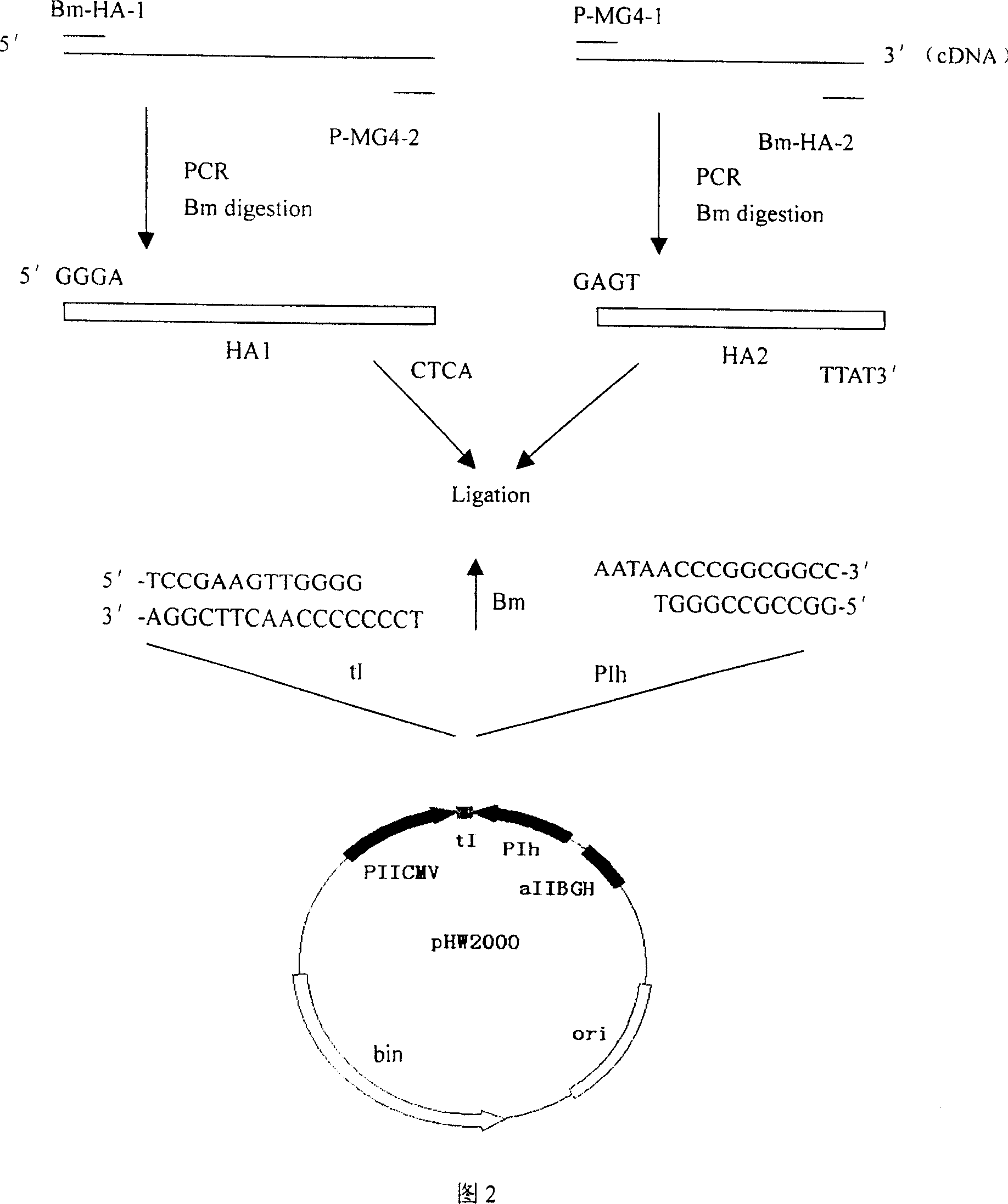 Gene recombinant fowl influenza virus D3/F-R2/6 and its construction method