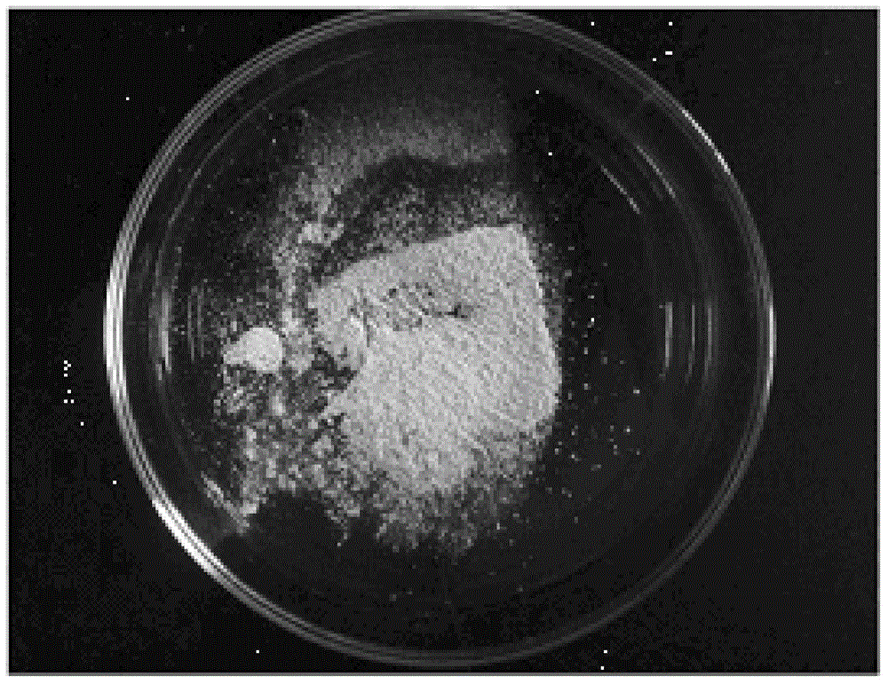 Thermal coagulation polysaccharide and fermentation bacterial strain and application thereof