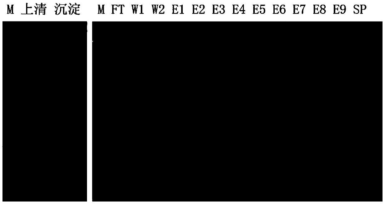 A simple method for preparing active human kgf-2d31