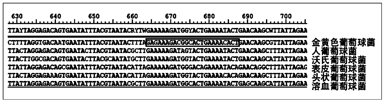 Kit used for staphylococcus aureus detection