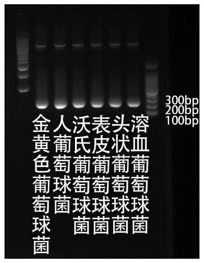 Kit used for staphylococcus aureus detection