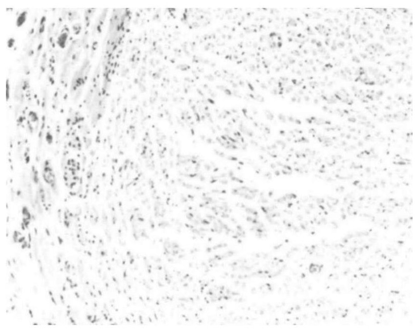 A controllable biodegradable copolymer with basic copolymerization center