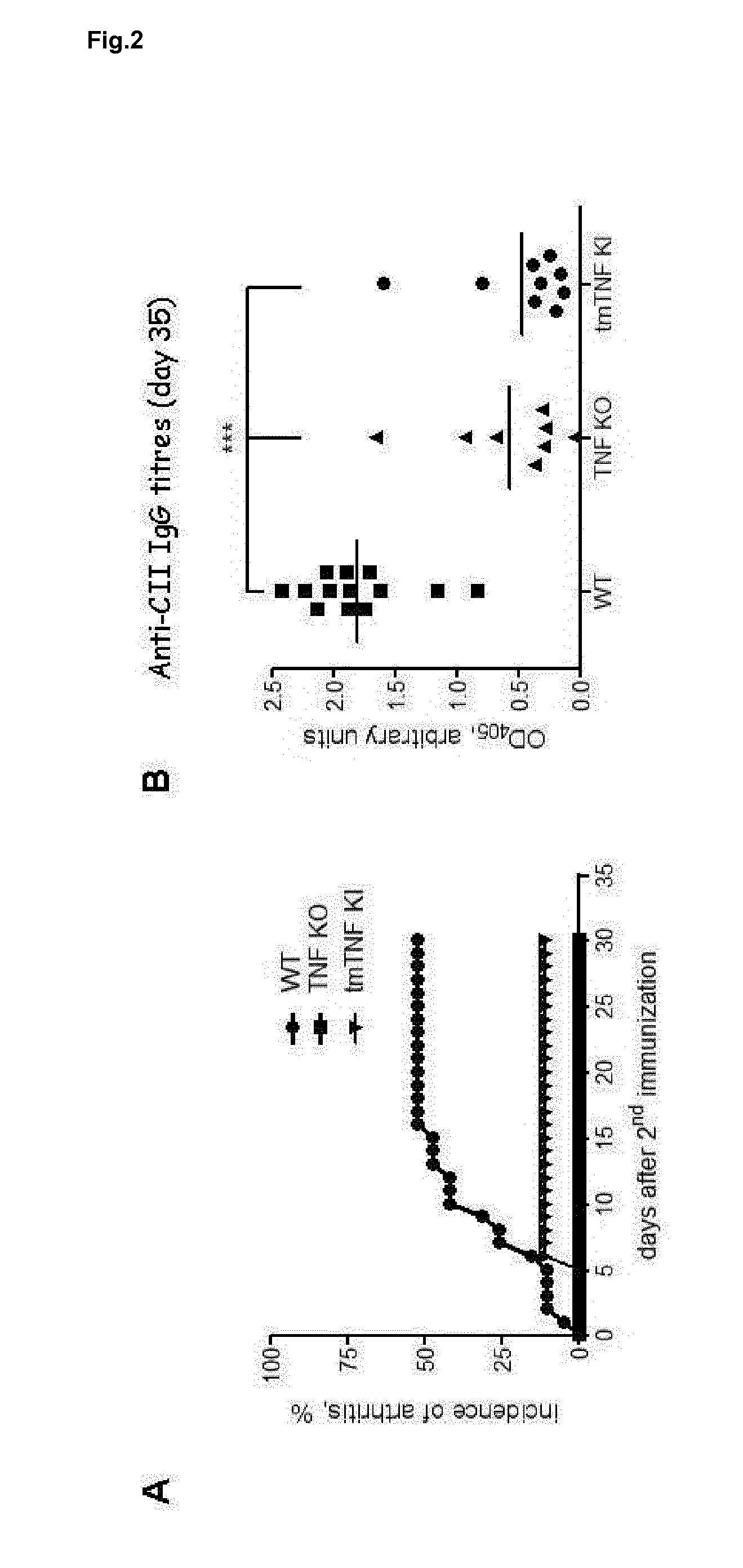 Bi-specific affinity reagents for cell-lineage-specific tnf-alpha neutralisation