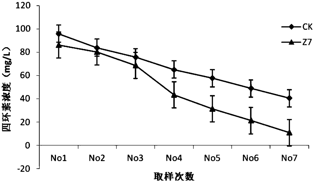 Simplicillium pekinense strain LYZ7 and application thereof