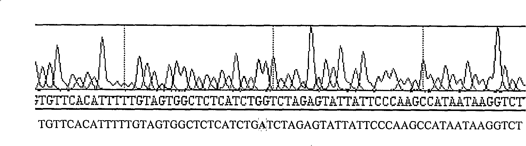 Low virulent strain of recombinant newcastle disease lasota vaccine expressing HA protein of avian influenza-H5 virus