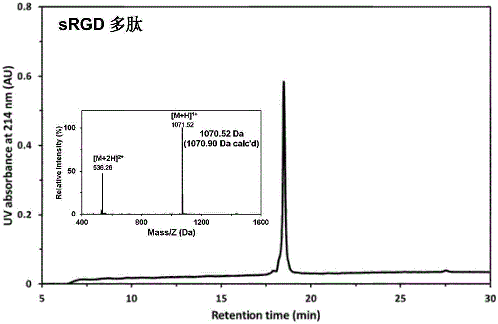 Stapled-RGD polypeptide, and applications thereof in tumor targeting delivery