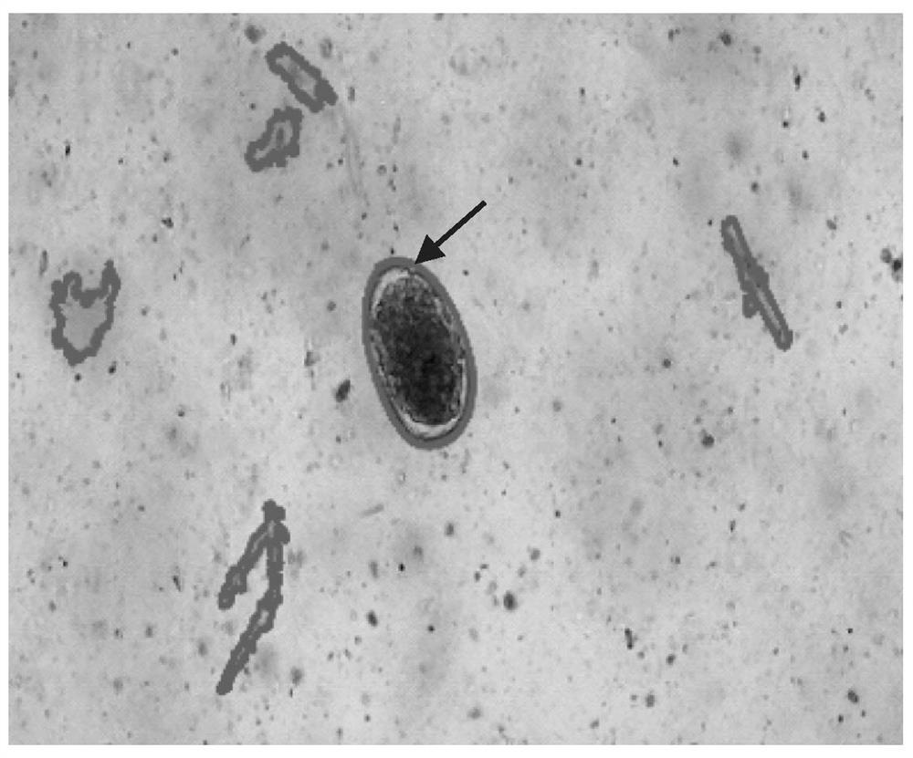 Methods for identifying biological material by microscopy