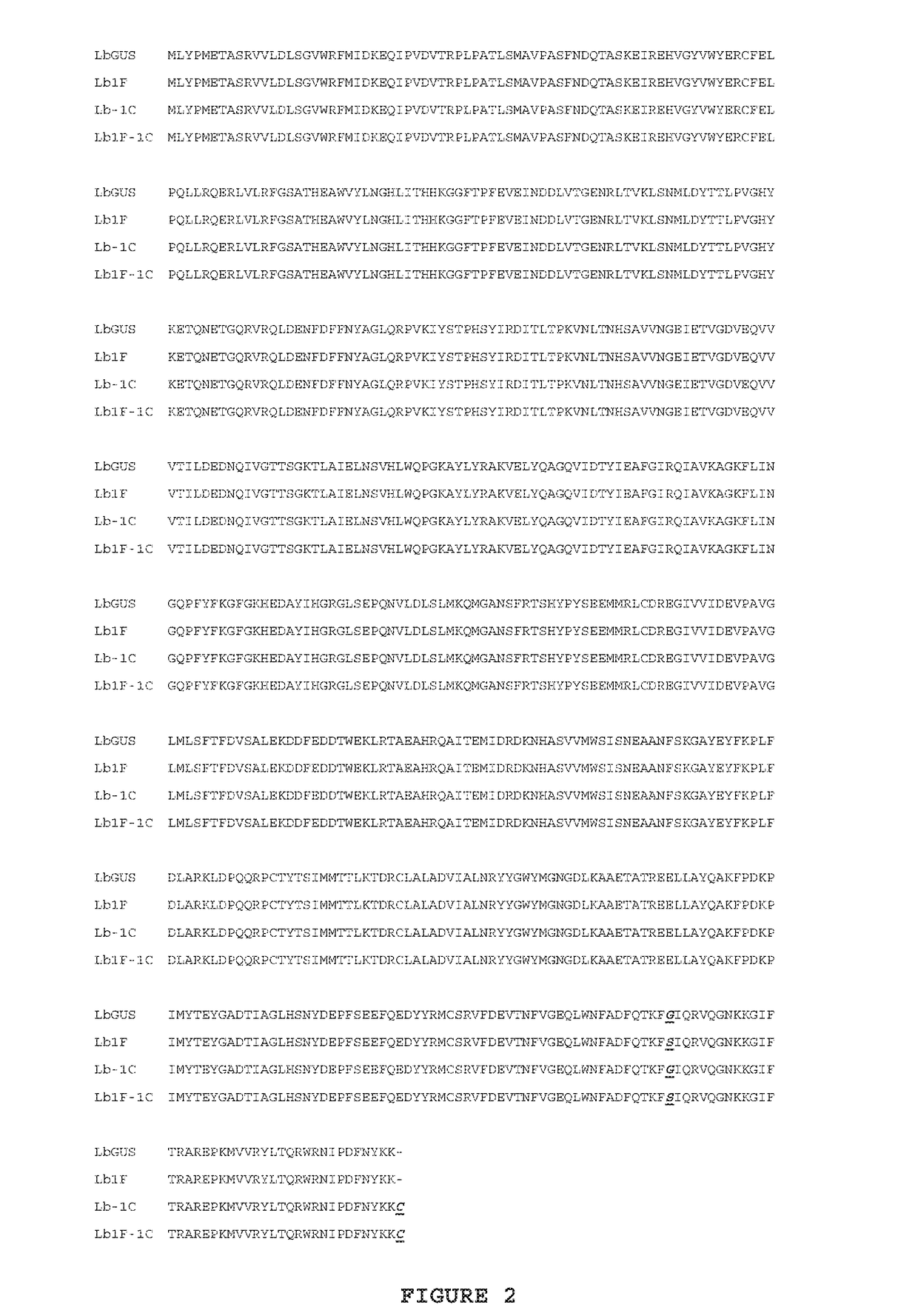 Mutant lactobacillus beta-glucuronidase enzymes with enhanced enzymatic activity