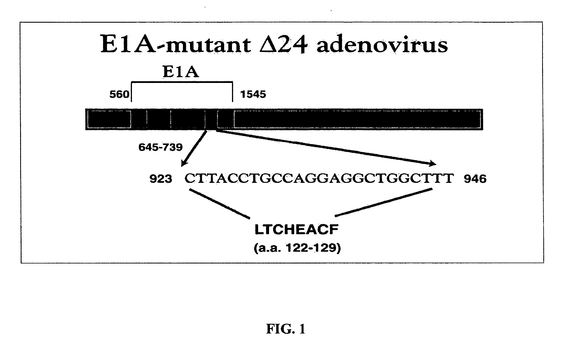 Oncolytic adenovirus armed with therapeutic genes