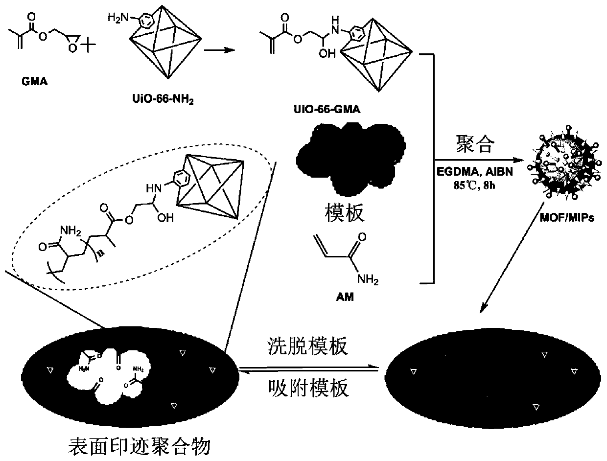 Quercetin surface imprinted polymer and application thereof