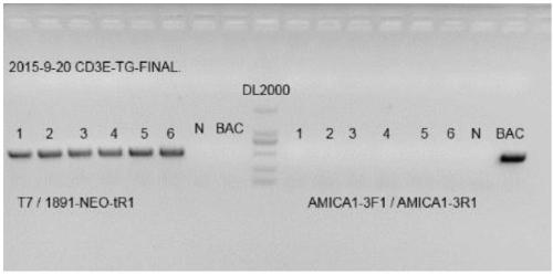 Construction method of CD3E gene modified humanized animal model