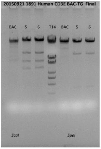 Construction method of CD3E gene modified humanized animal model