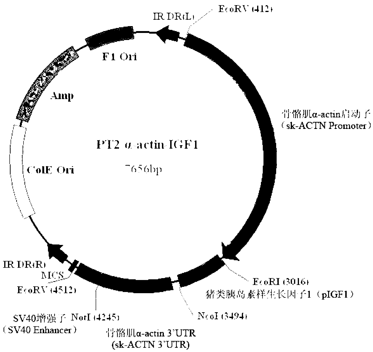 Over-expression vector for muscle specific expression of pig IGF1 gene