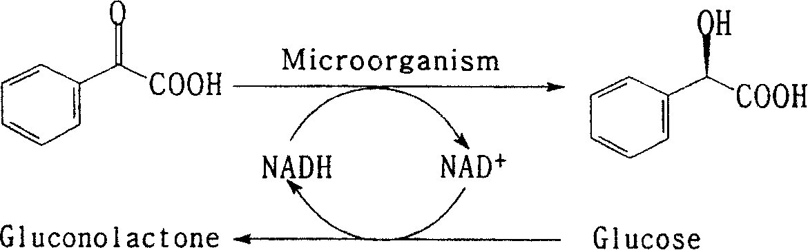 Process for preparing (R)-mandelic acid by microbial asymmetric reduction