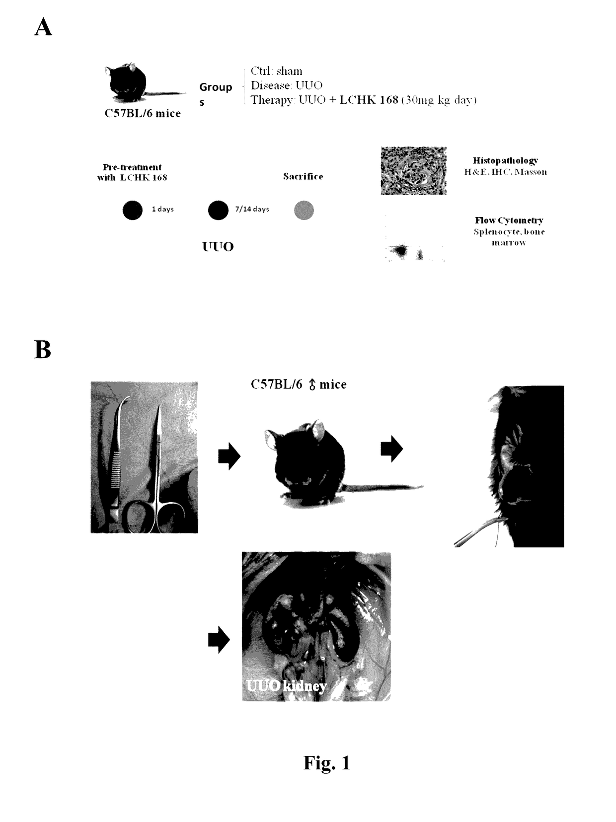 Use of ginsenoside m1 for inhibiting renal fibrosis