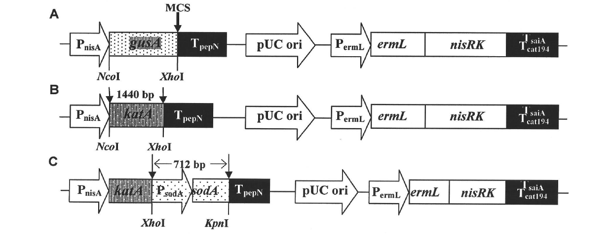 Recombinant lactobacillus rhamnosus engineering strain and preparation method thereof