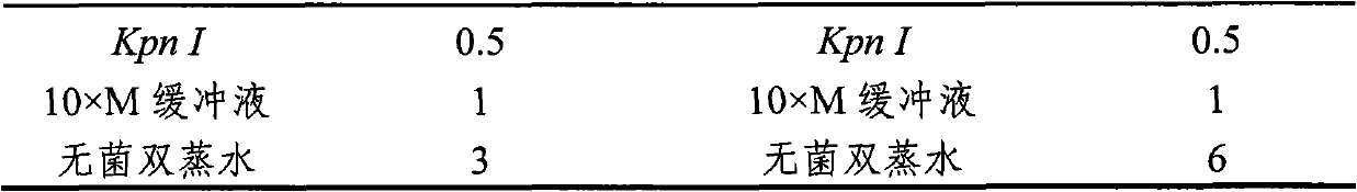 Recombinant lactobacillus rhamnosus engineering strain and preparation method thereof