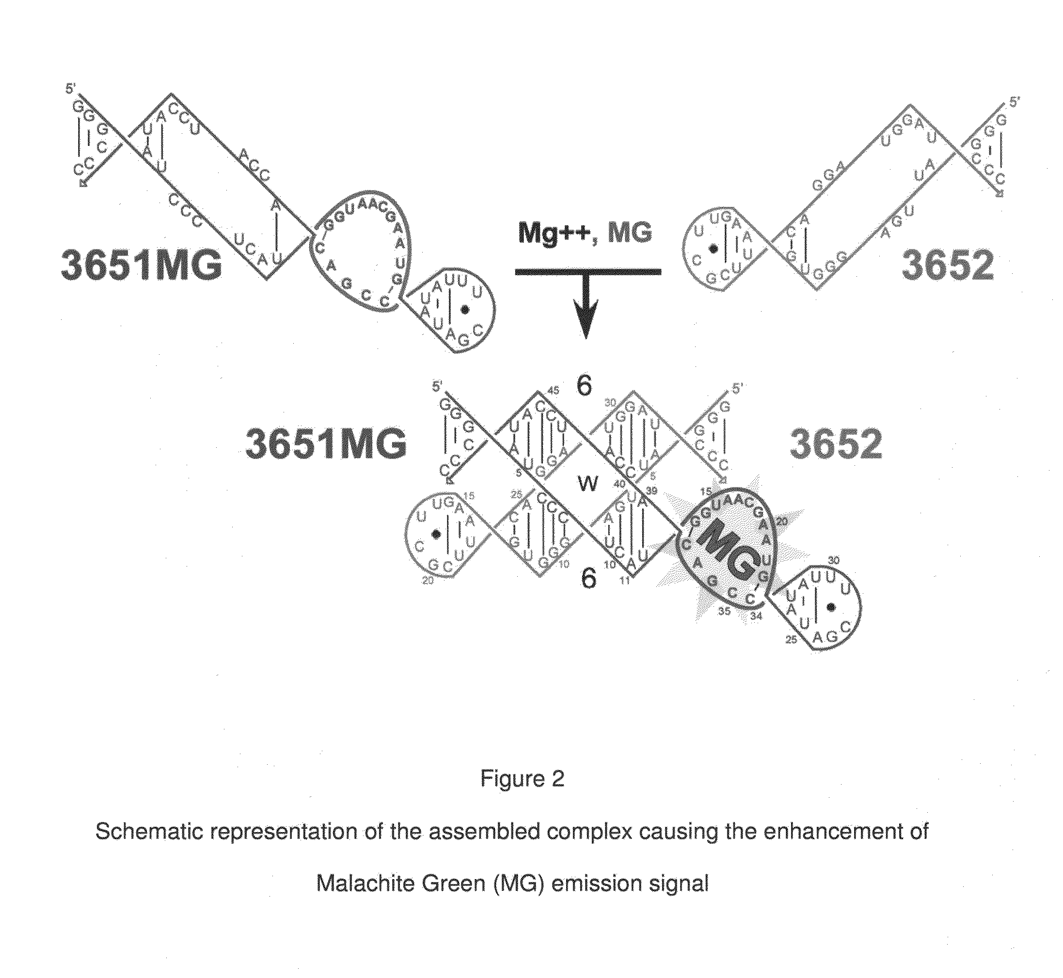 RNA complexes featuring paranemic binding, methods of their production and sensors and analytical methods involving same