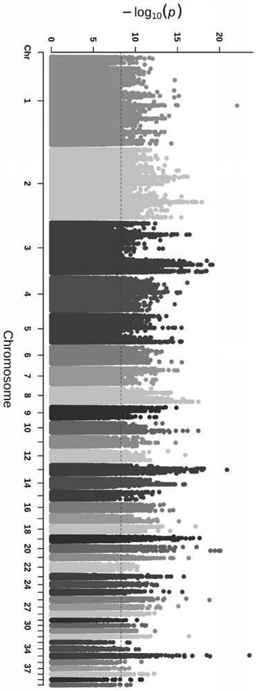 SNP (Single Nucleotide Polymorphism) of related gene ELOVL3 influencing duck fatty acid composition