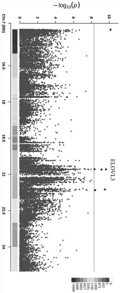 SNP (Single Nucleotide Polymorphism) of related gene ELOVL3 influencing duck fatty acid composition