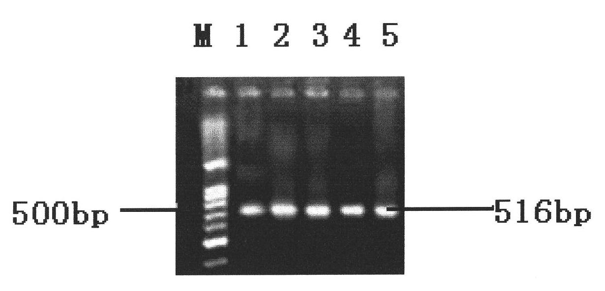 PCR detection method of salmonella and primer pair