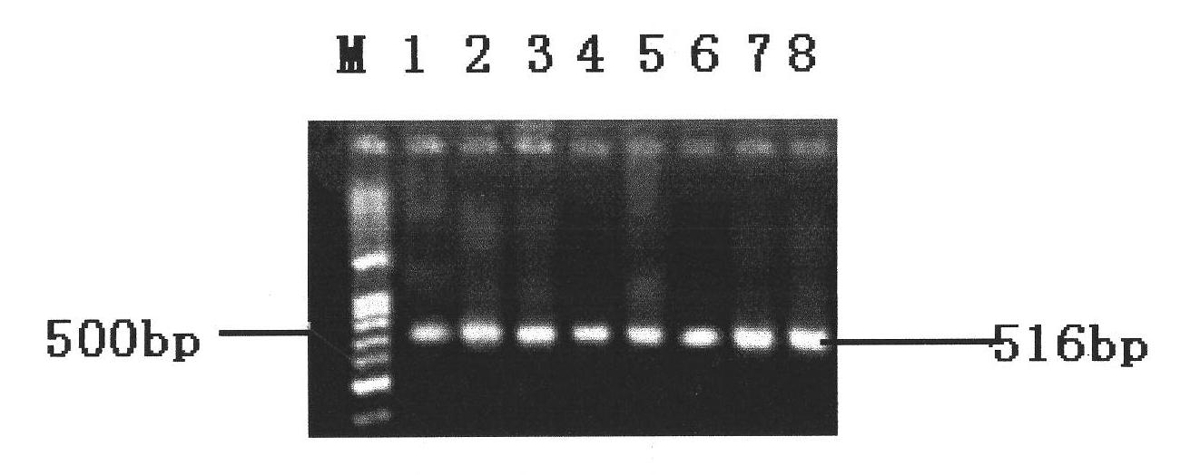 PCR detection method of salmonella and primer pair