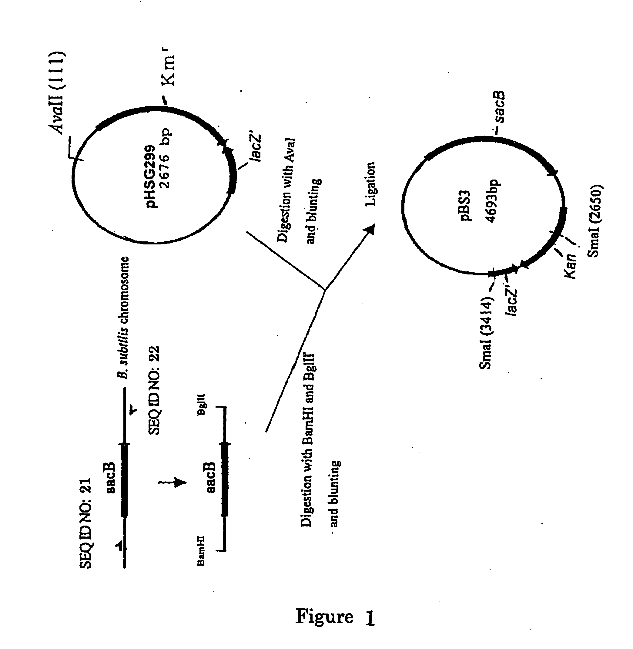 L-glutamic acid-producing microorganism and a method for producing L-glutamic acid