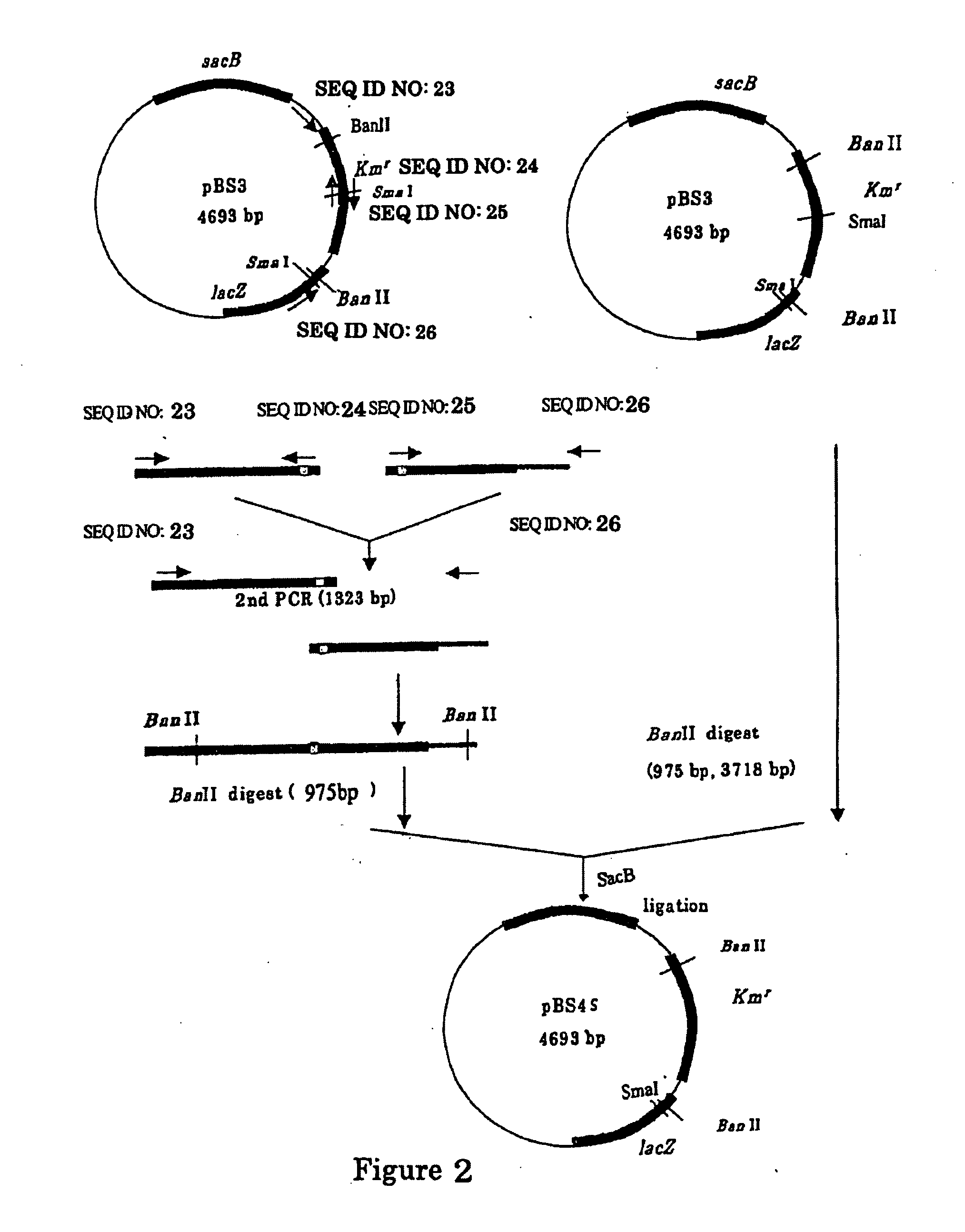 L-glutamic acid-producing microorganism and a method for producing L-glutamic acid