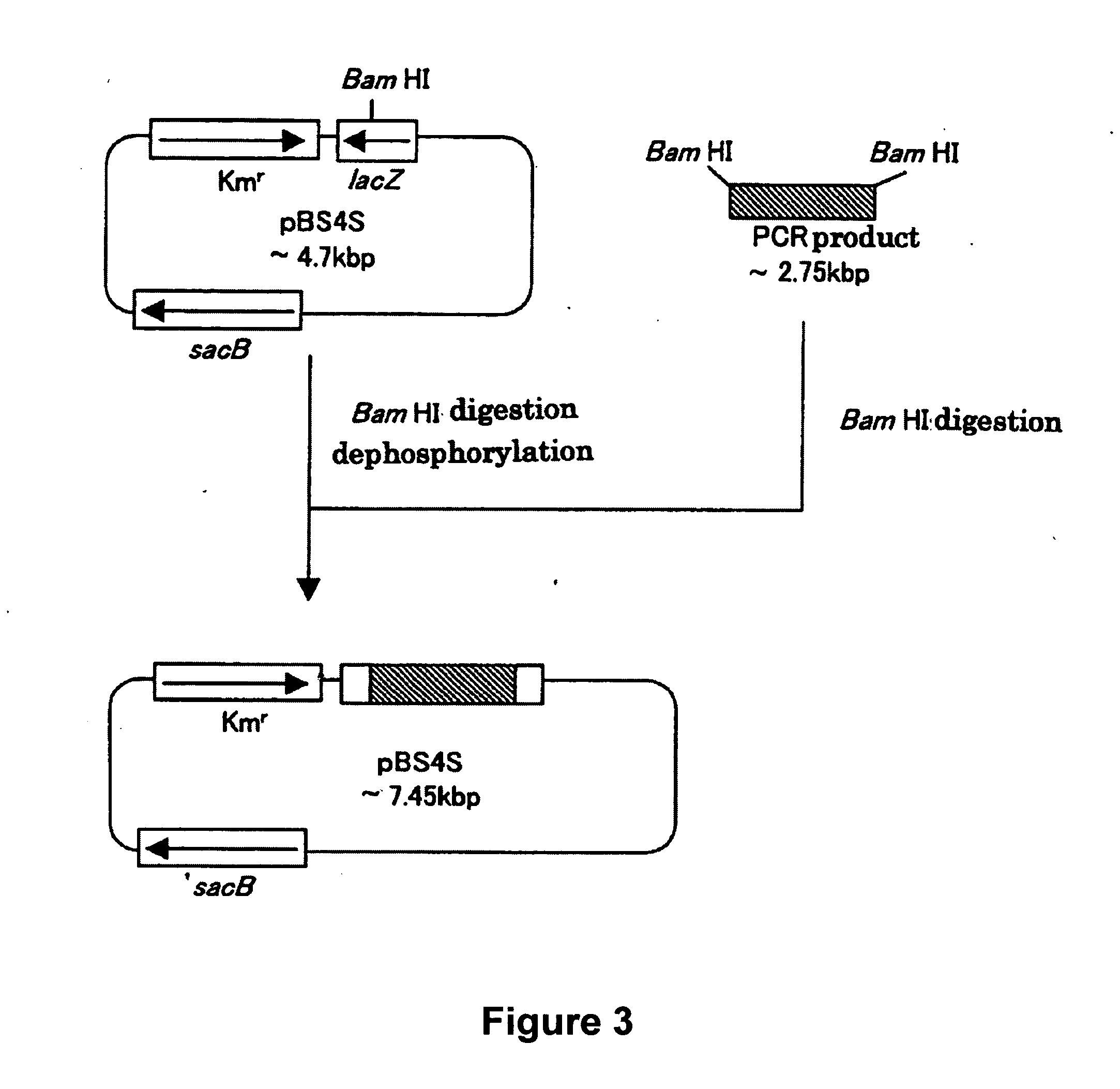 L-glutamic acid-producing microorganism and a method for producing L-glutamic acid