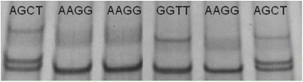 Method for detecting body sizes of Qinchuan cattle through using ANAPC13 gene