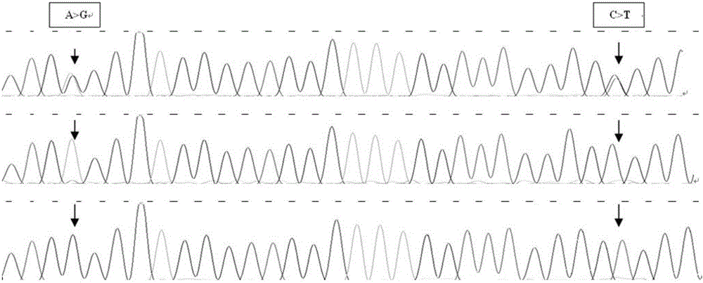 Method for detecting body sizes of Qinchuan cattle through using ANAPC13 gene