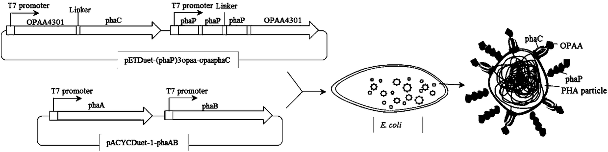 Active nano-particles for degrading organophosphorus, as well as preparation method and applications of active nano-particles