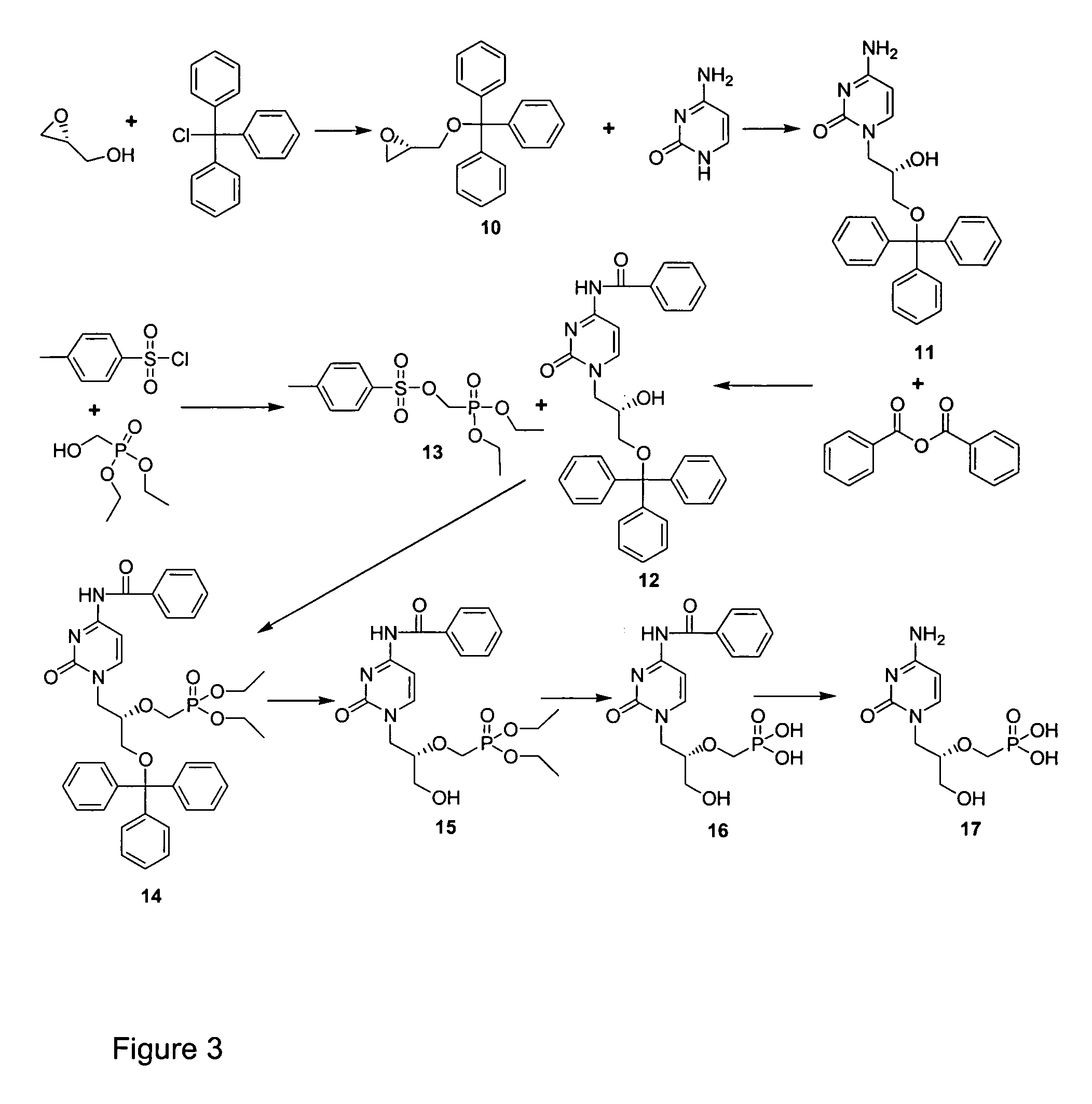 Cidofovir peptide conjugates as prodrugs