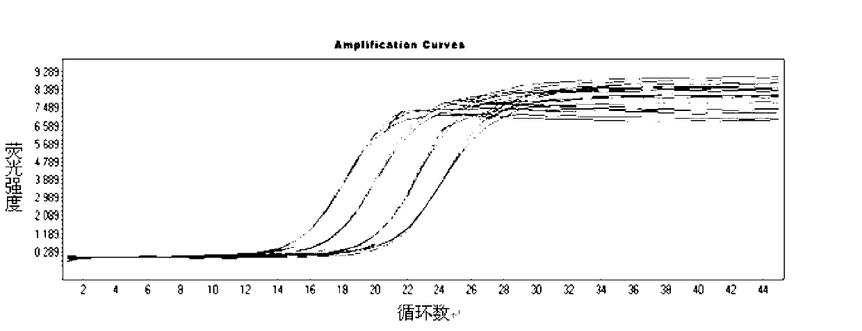 Norovirus real-time fluorescent RT-PCR detection kit and application thereof