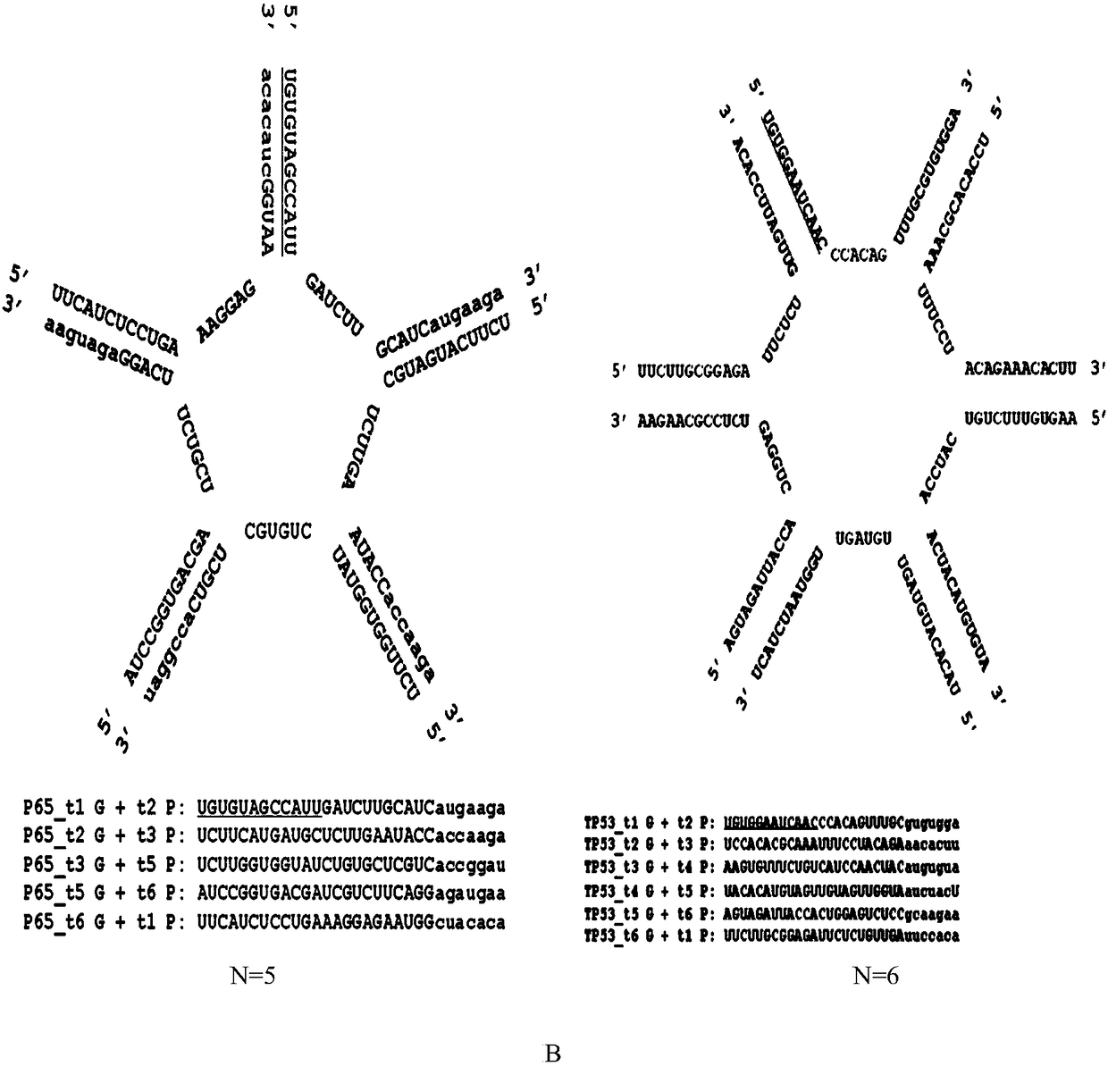 Polyoligonucleic acid molecule and its application in multi-target interference