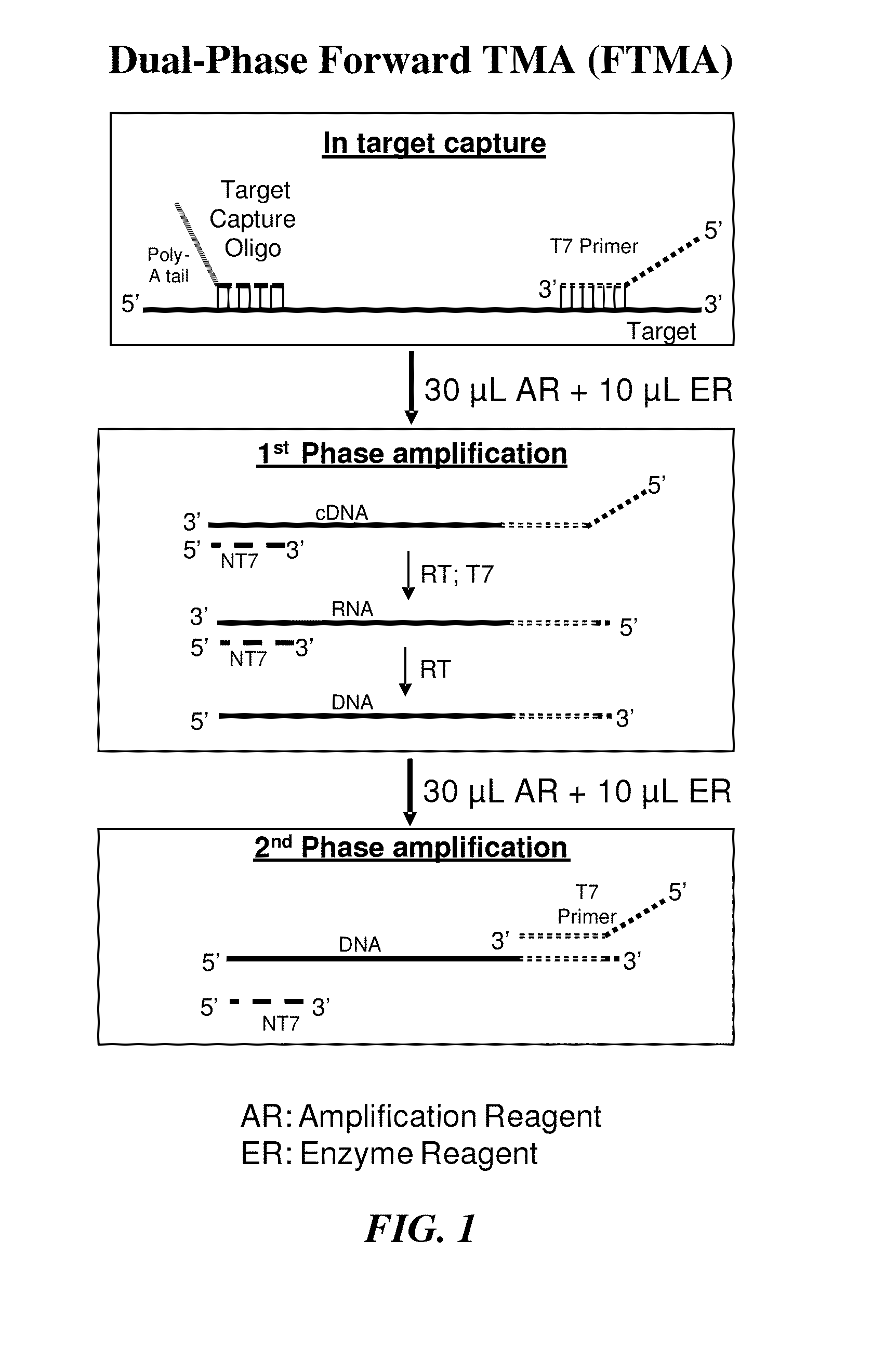 Multiphase nucleic acid amplification