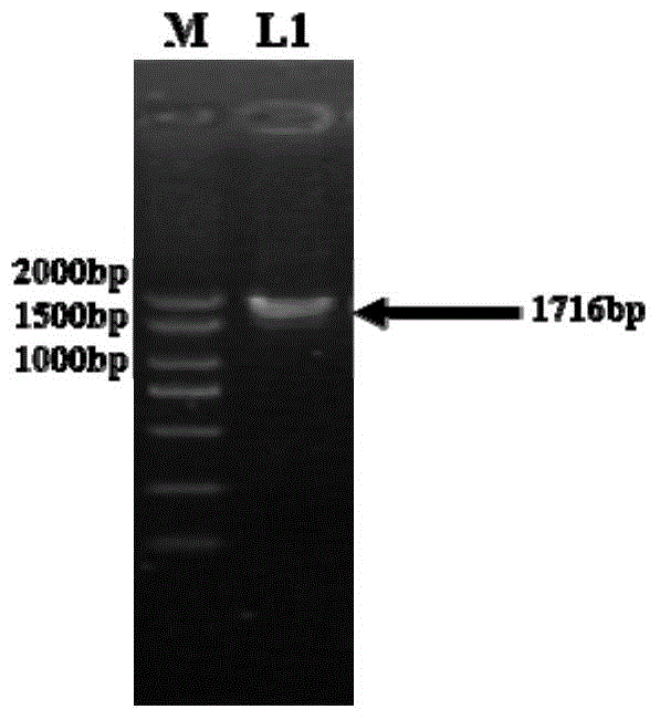 Method for improving enzyme activity of trehalose synthase by C-terminal fragments of thermophilic bacteria trehalose synthase