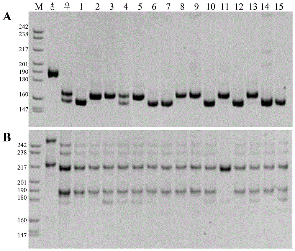 A kind of cultivation method of crucian carp gynogenetic fry